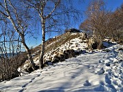 24 Dal bosco di carpini neri a quello delle bianche betulle